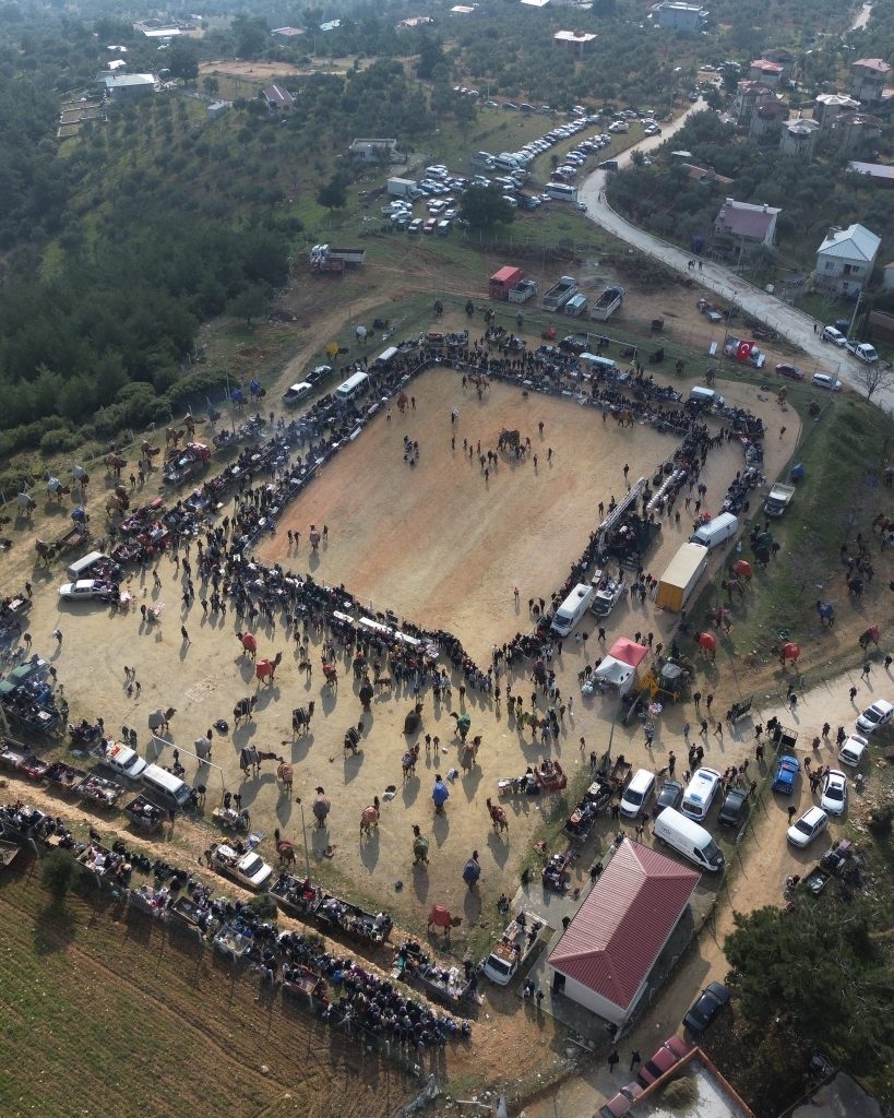 Kemalpaşa Bel. Deve Güreşi Festivali Damlacik Deve Guresi Svm Organizasyon Izmir 2 819x1024